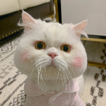 了解猫粮哪个牌子质量好性价比高，给猫咪更安心的营养
