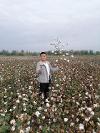 冠棉种业 ：专注棉花种业 引领中国棉花产业的新时代