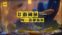 闲鱼9年，与用户共同搭建一个新鲜好逛的多面生活场