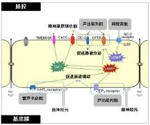 南京正大天晴推出芦比前列酮软胶囊 改善便秘患者生活质量