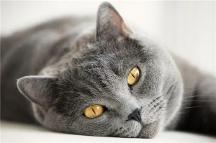 猫粮什么牌子好又便宜? 教你如何挑选猫粮